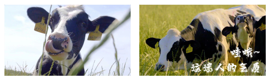 花花牛丨每天一杯奶，幸福健康喝出來?。?！