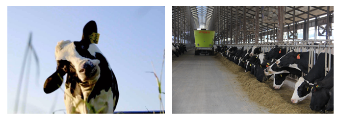 花花牛丨每天一杯奶，幸福健康喝出來?。?！