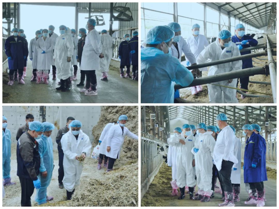 花花牛丨國家奶牛產(chǎn)業(yè)技術體系首席科學家、中國農(nóng)業(yè)大學教授李勝利一行蒞臨花花牛魯山瑞亞參觀調研 花花牛丨國家奶牛產(chǎn)業(yè)技術體系首席科學家、中國農(nóng)業(yè)大學教授李勝利一行蒞臨花花牛魯山瑞亞參觀調研