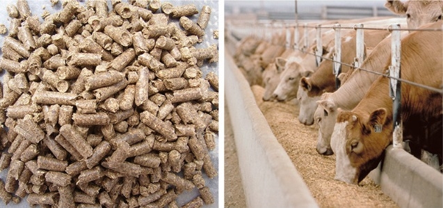 熱烈祝賀河南全赫飼料有限公司獲得質(zhì)量管理和食品安全管理 體系認(rèn)證證書(shū)